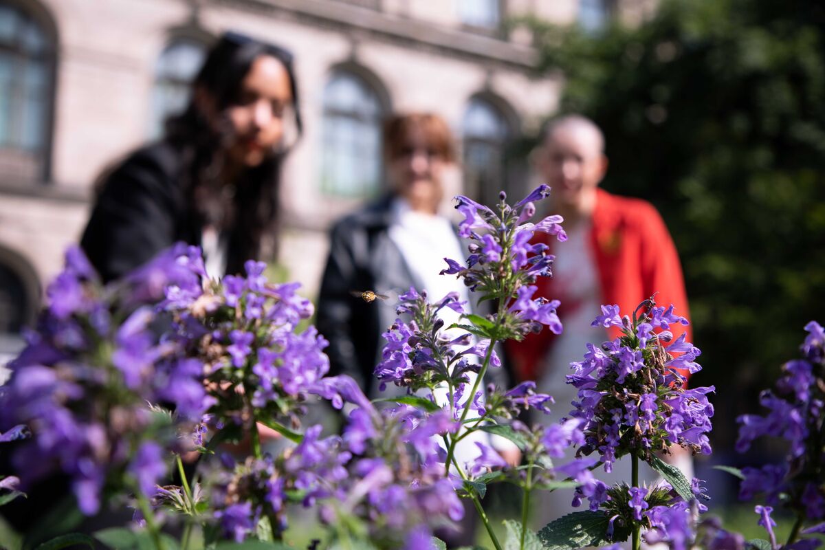 A photo of a bright purple plant with a bee buzzing near it, and three people - out of focus - looking on