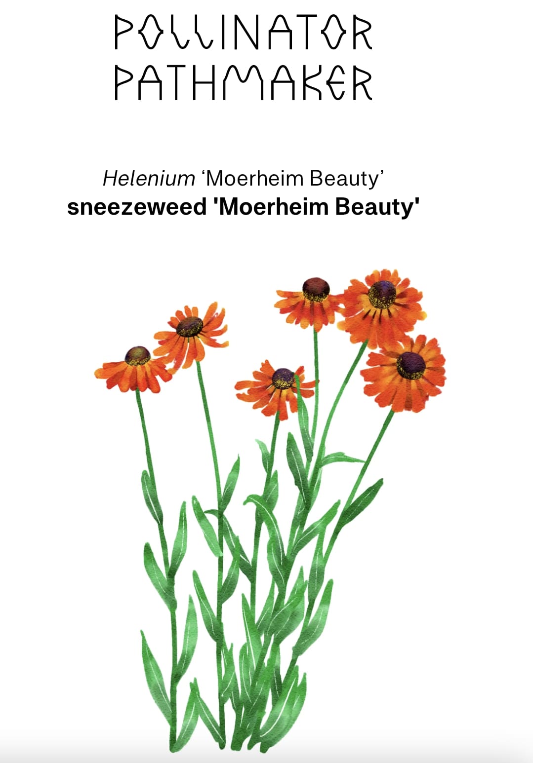 A screenshot of a webpage from a site titled 'Pollinator Pathmaker', featuring a drawing of a sneezeweed labeled with its Latin and informal names