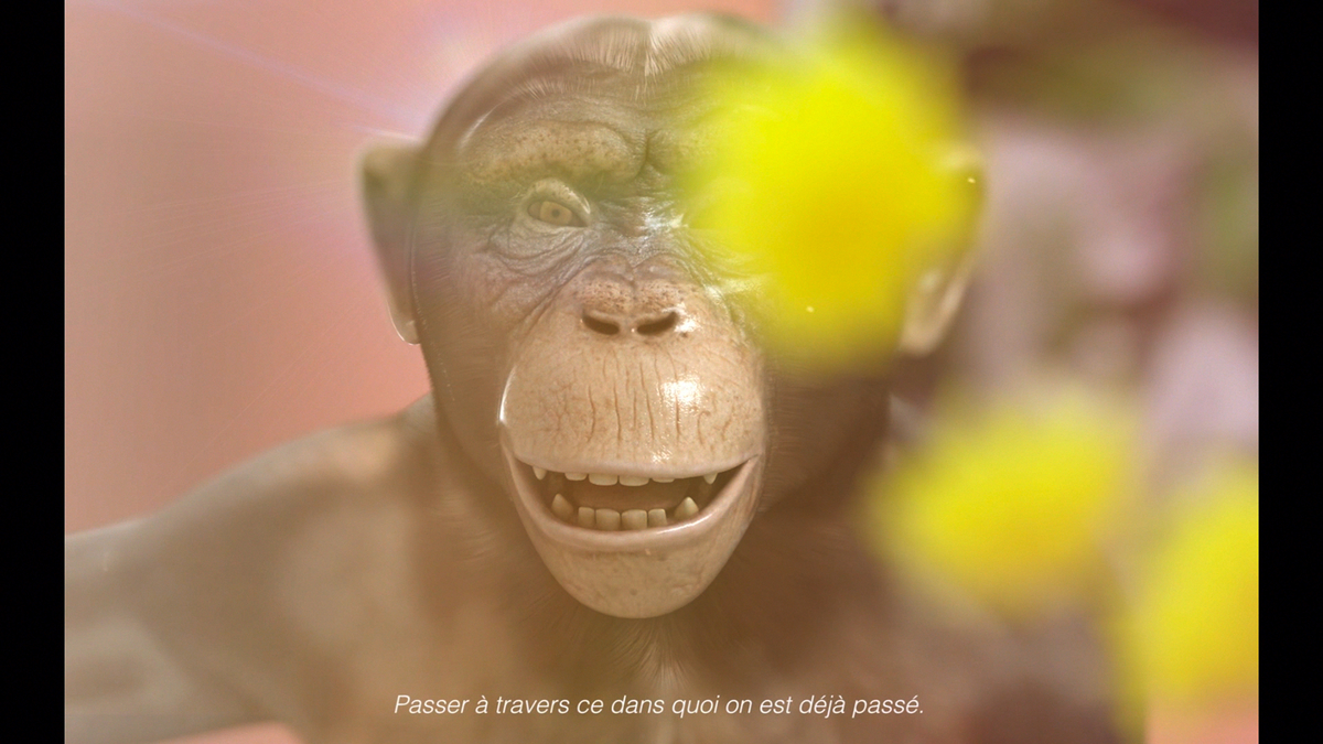 A still image of a chimpanzee with text written in French at the bottom of the screen