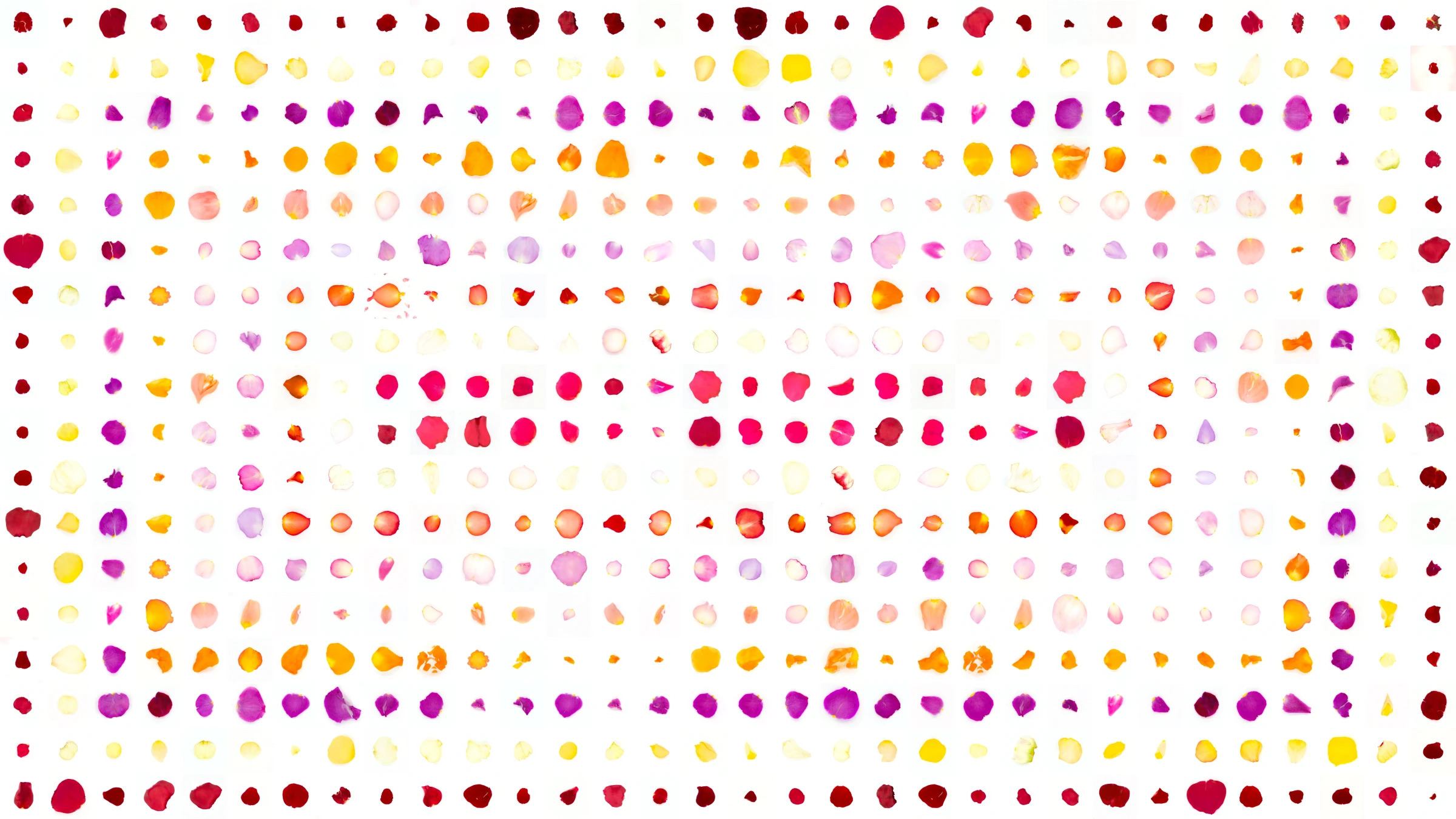 A grid of rose petals in varying shapes, sizes, and colors against a stark white background